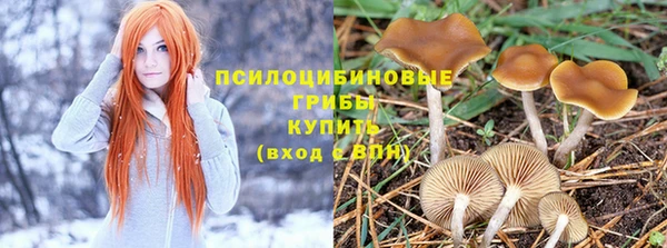 ГАЛЛЮЦИНОГЕННЫЕ ГРИБЫ Белокуриха