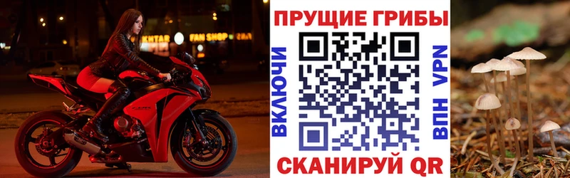 Галлюциногенные грибы Psilocybe  Шахунья 